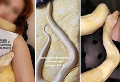 Eve girdiler ve dev piton ile karşılaştılar! Genç kız el konulan piton için konuştu: Evcil, zararı yok