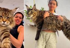 Bir çita kadar büyük! Dünyanın en büyük evcil kedisi olmak için yarışıyor