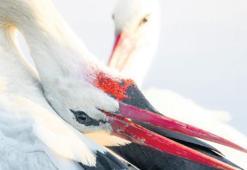 Yaren leyleğin rotası neden değişmiyor?