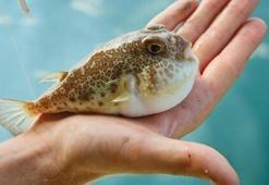 Balon balığını avlayan balıkçılara tane başı destek ödemesi Resmi Gazete'de