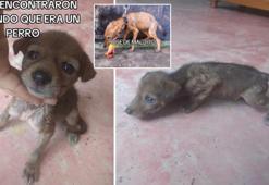 Sevimli sokak köpeği diye sahiplendi, vahşi yırtıcıya dönüştü!