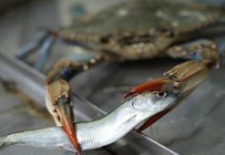 Balıkçıların korkulu rüyası! Karadeniz'de 'mavi yengeç' tehlikesi