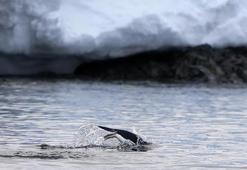 Antarktika'da kuş gribi alarmı: Penguen vakaları artıyor