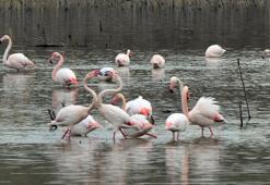 Baharın müjdecisi! Tuz Gölü için bir efsane