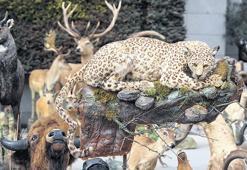 Anadolu kaplanını da öldürmüş