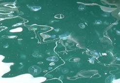 Marmara Denizi'nde yeni istilacı türler