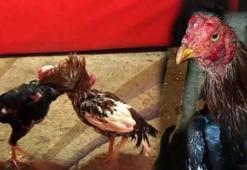 Horoz dövüşüne şokı baskın! 94 kişiye 603 bin lira ceza