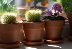 Meğer doğru bakım şekli buymuş! Kaktüse bile çiçek açtıran muhteşem yöntem