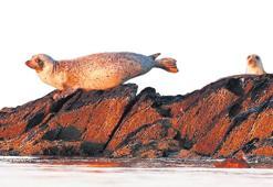 Kuş gribi fokları öldürüyor