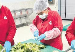 Enginar soyuculuğu! Günde 2 bin TL kazanmak mümkün