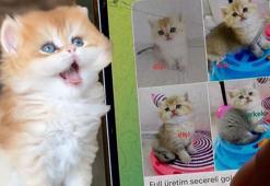 Petshoplarda yasaklandı, internete düştü! 17 bin liradan satılıyor