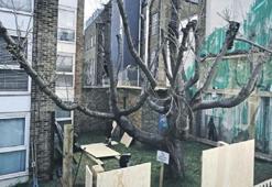 ‘Banksy’nin ağacı’ koruma altında