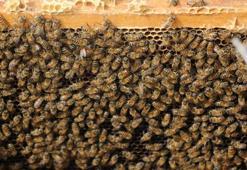 Kış uykusuna yatmayan arıların yüzde 30'u telef oldu
