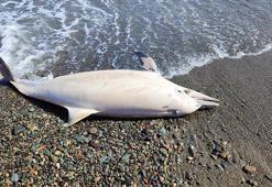 Trabzon'da sahilde ölü yunus bulundu! Sebebini balıkçılar açıkladı