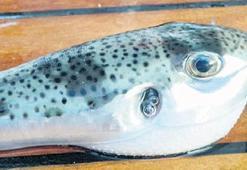 Balon balığı 27 can aldı