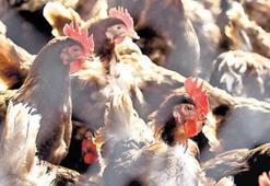 ABD’de kuş gribi alarmı