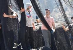 Karadeniz’de hamsi göçtü!
