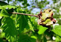 Fındıkta 'külleme' ile mücadele