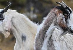 İtalya'da yaban keçilerinden bunalan küçük ada, sahiplendirme kampanyası başlattı
