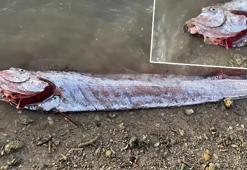 'Kıyamet balığı' karaya vurdu! Dünyayı şaşkına çevirdi, 7.4’lük depremin habercisi ilan ettiler