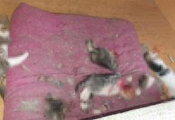 Ankara’da kafası ve patileri koparılmış 6 yavru kedi ölüsü bulundu