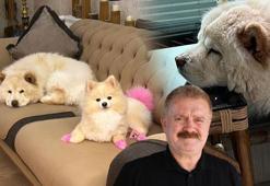 Çin aslanı evdeki diğer köpeği kıskandı sahibini hastanelik etti: Bacağı parçalandı