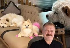 Çin aslanı evdeki diğer köpeği kıskandı sahibini hastanelik etti