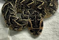 Güney Afrika'da korkunç olay! Polisin yakaladığı hayvan kaçakçısı zehirli yılanla intihar etti