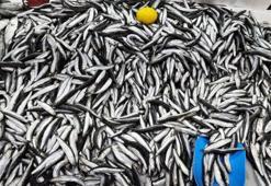 Balıkçılıkta avlanma sezonu 15 Nisan'da sona eriyor