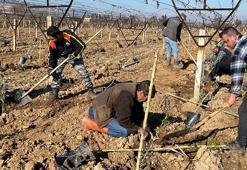 Üzüm üreticileri alternatif olarak zeytine yöneldi