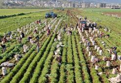 Havuç hasadı başladı