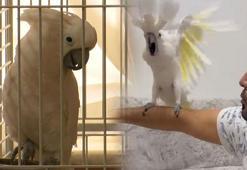 Bir yıl boyunca 50 kelime öğretti! Papağan ‘Osman’ı kendinden geçiren ilahi