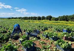Tarımda üretici enflasyonu artış gösterdi