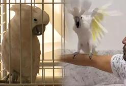 Papağan ‘Osman’, ilahi duyunca kendinden geçiyor