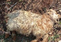 Feci olay! Hakkâri’de 80 küçükbaştan 13’ü öldü