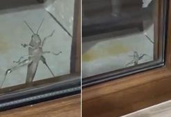 Elazığ’da 'Çağaboğan' çekirgesi görüntülendi