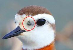 Göçmen kuşlarla Afrika'dan geldi! Ölümcül tehlike Türkiye'de