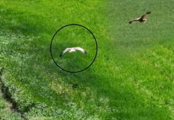 Sazlık ve sulak alanlarda görülüyordu! Kırıkkale'de ortaya çıktı