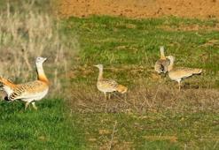Yer: Çorum! Dünyanın uçabilen en ağır kuşuna yakın takip