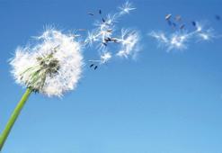 Polenler artık daha güçlü! Pencereleri kapatın