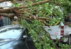 Maltepe’de ağaç park halindeki araçların üzerine devrildi