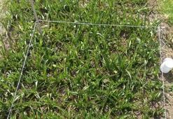 Giresun’da salep hasadı yapıldı