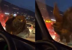 Seyir halindeki araca şahin kondu