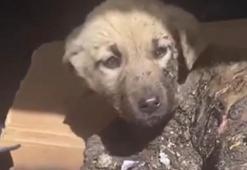 10 yavru köpek zifte bulanmış halde bulundu