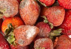 Çürüyen çilek derdine son veren tüyo! Çilek haftalarca taze kalıyor