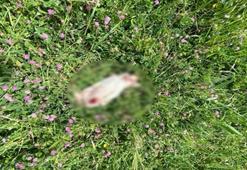 Bursa’da korkunç olay! 7 kedi parçalanmış halde ölü bulundu