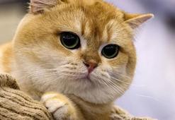 Güney Kore'de 76 kediyi katleden genç 14 ay hapis cezasına çarptırıldı