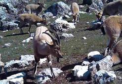 Yer: Erzincan! Gündüz saatlerinde sürü halinde fotokapana yakalandılar