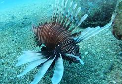 'İstilacı tür' endişesi