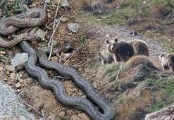 Yer: Sivas! Ayılar ve yılanlar böyle görüntülendi